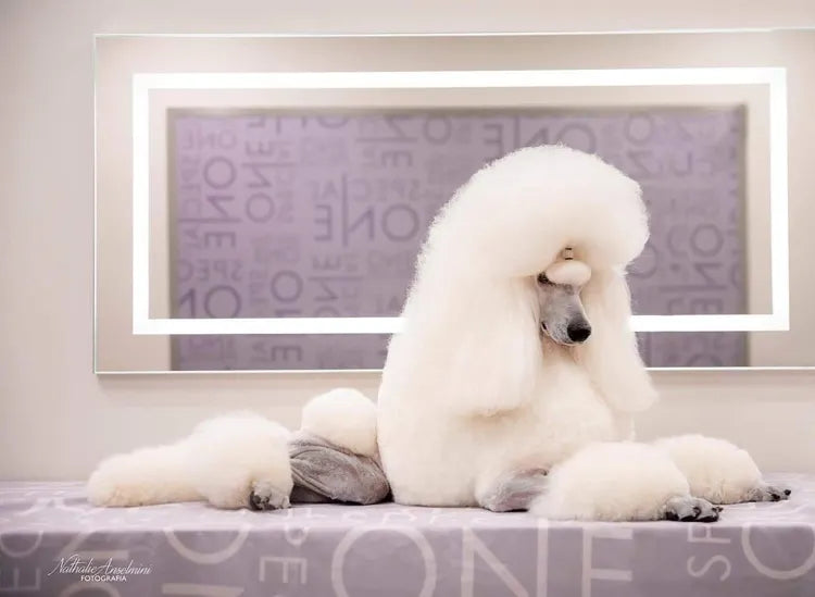 Caniche Poodle