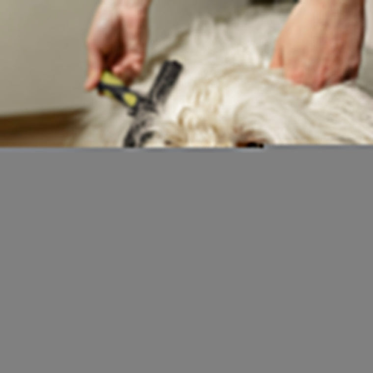 DÉMÊLER UN CHIEN À SEC !
