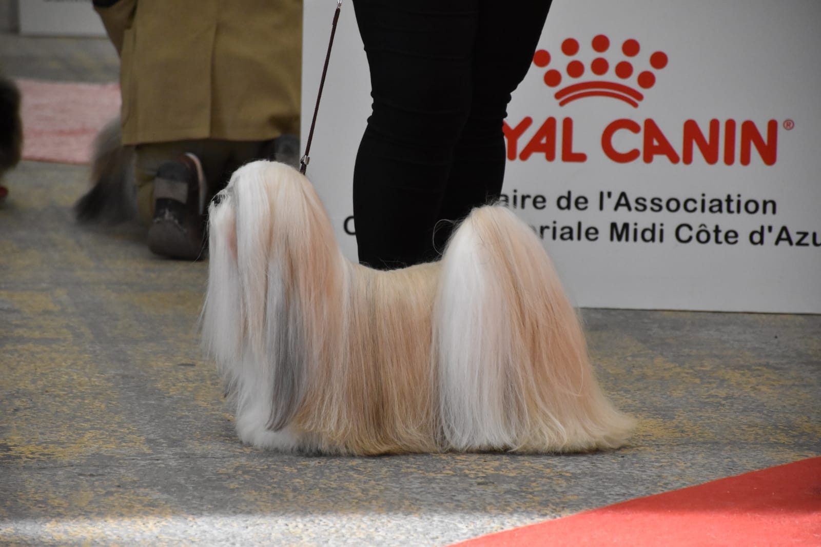 Lhassa Apso