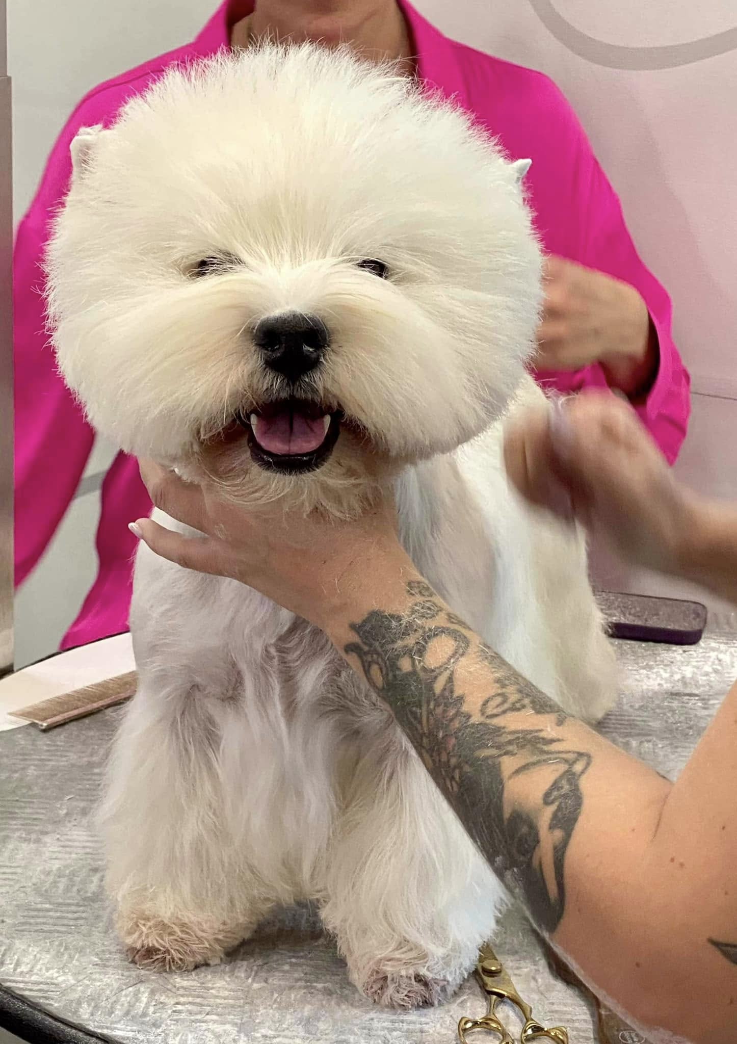 Toilettage West Highland White Terrier par Eve Raison & Aurore Guérin avec Special One