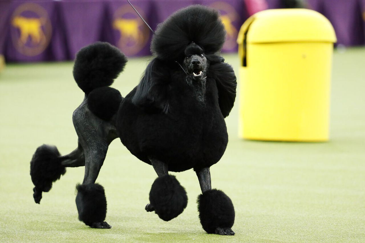 PROTOCOLE D'ENTRETIEN : CANICHE