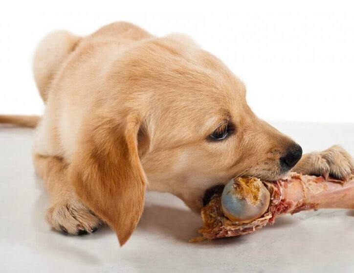 GESTATION, MISE BAS, LACTATION ET SEVRAGE AVEC UNE ALIMENTATION BARF / RAW - PetDesign.fr