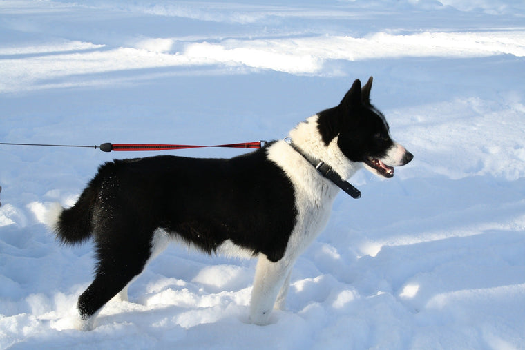 Chiens : Chien d'Ours de Carélie