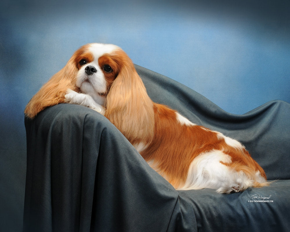 PROTOCOLE D'ENTRETIEN : CAVALIER KING CHARLES