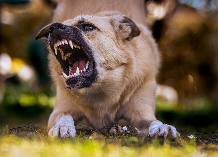 Comportement : Pourquoi mon chien est-il agressif ?