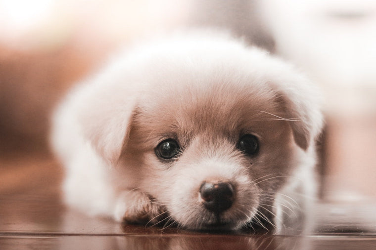 Comportement : réussir la socialisation & sociabilisation du chiot