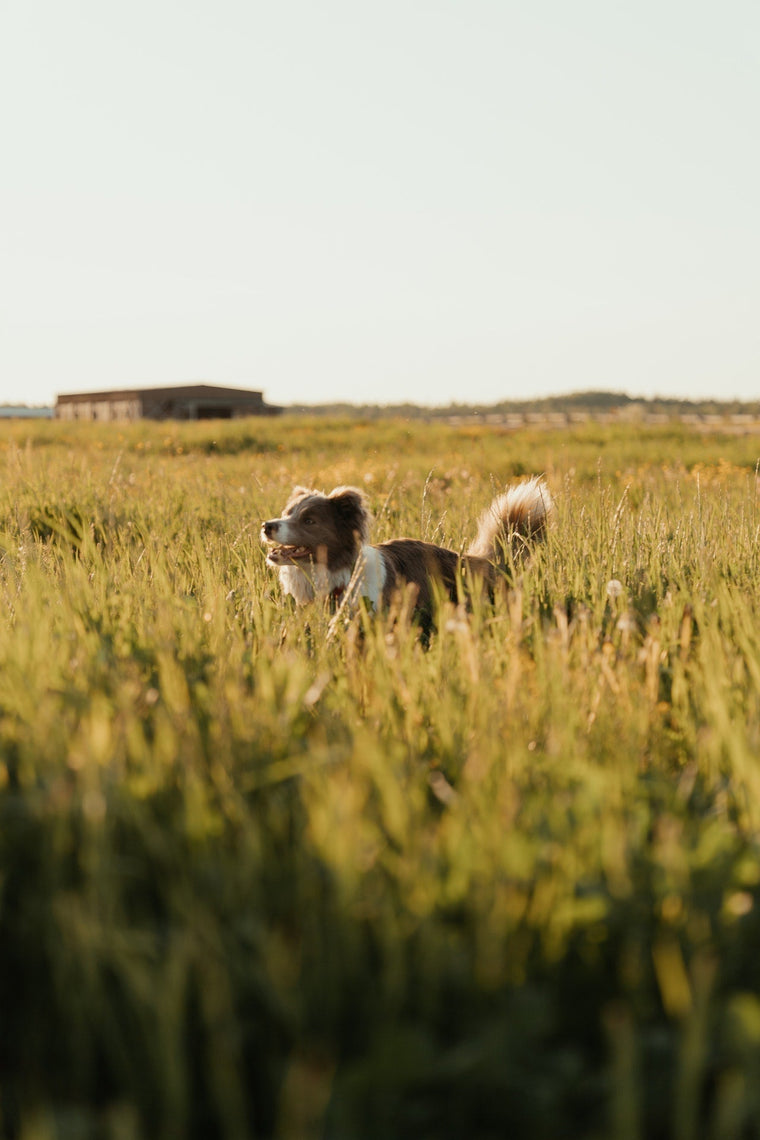 Chiens : Berger des Shetland