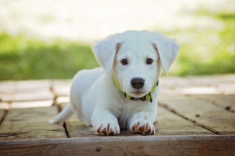 Santé : La coprophagie du chien