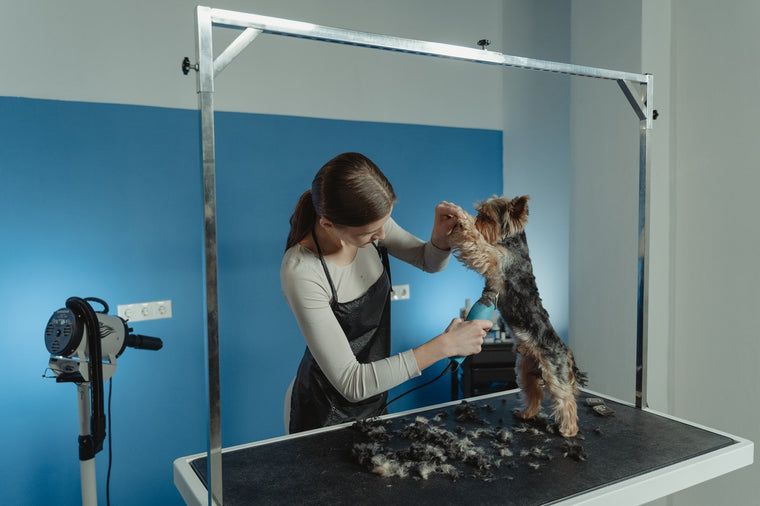 Toilettage : Peut-on tondre les races de chien qui ont une double fourrure ?