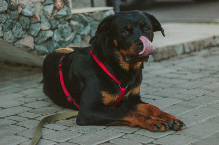 Chiens : Rottweiler