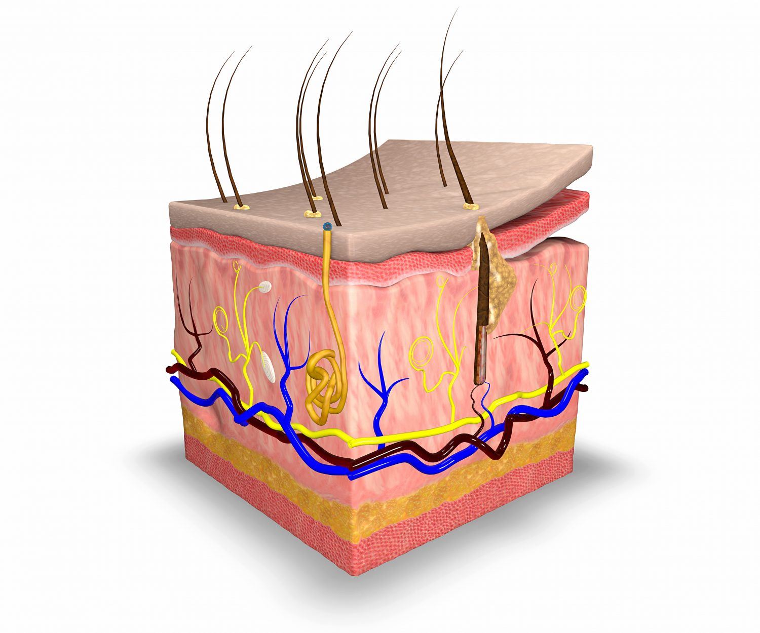 Les bases de la Zoo Dermatologie