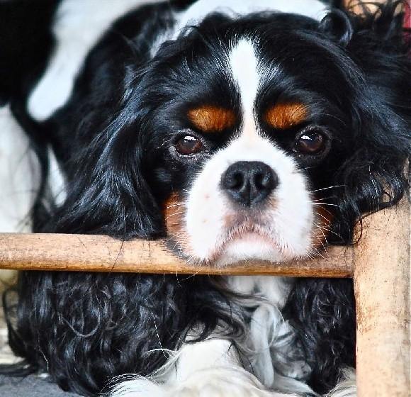 Ursidos Kodiak - Cavalier King Charles - PetDesign.fr