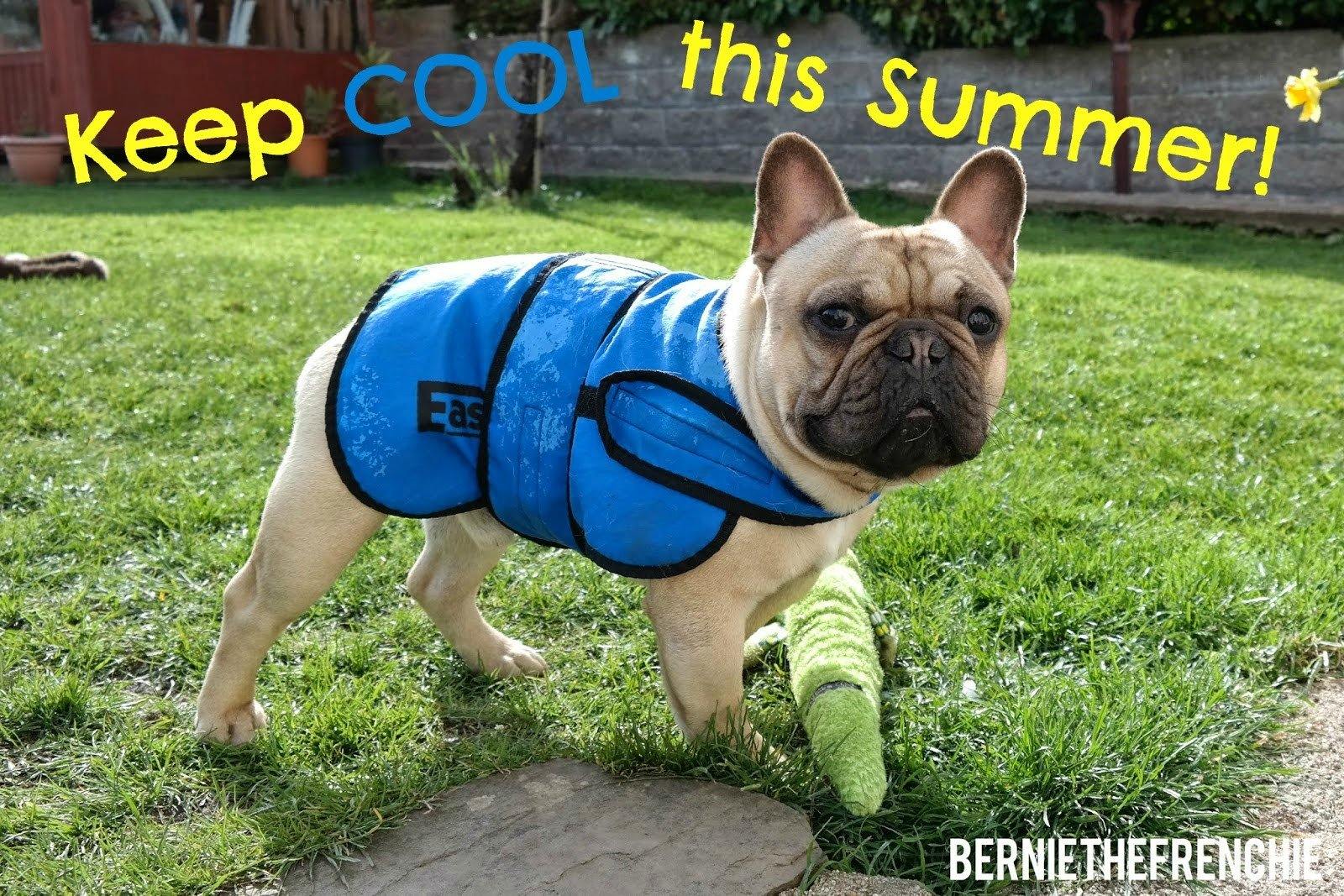 Produits rafraîchissants - PetDesign.fr