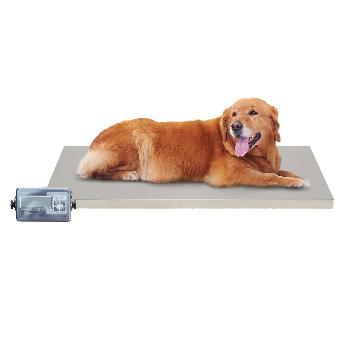 Balance pour chien Phoenix Universal : golden retriever allongé sur la balance