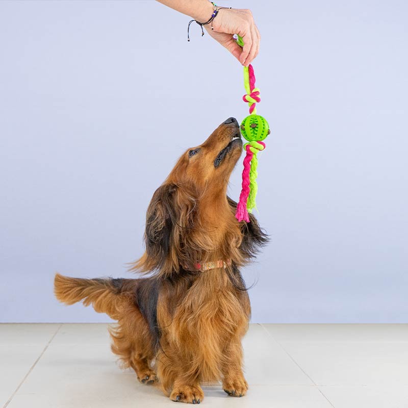 Balle à nœuds Ibáñez nettoie-dents parfum menthe pour chien photo 2