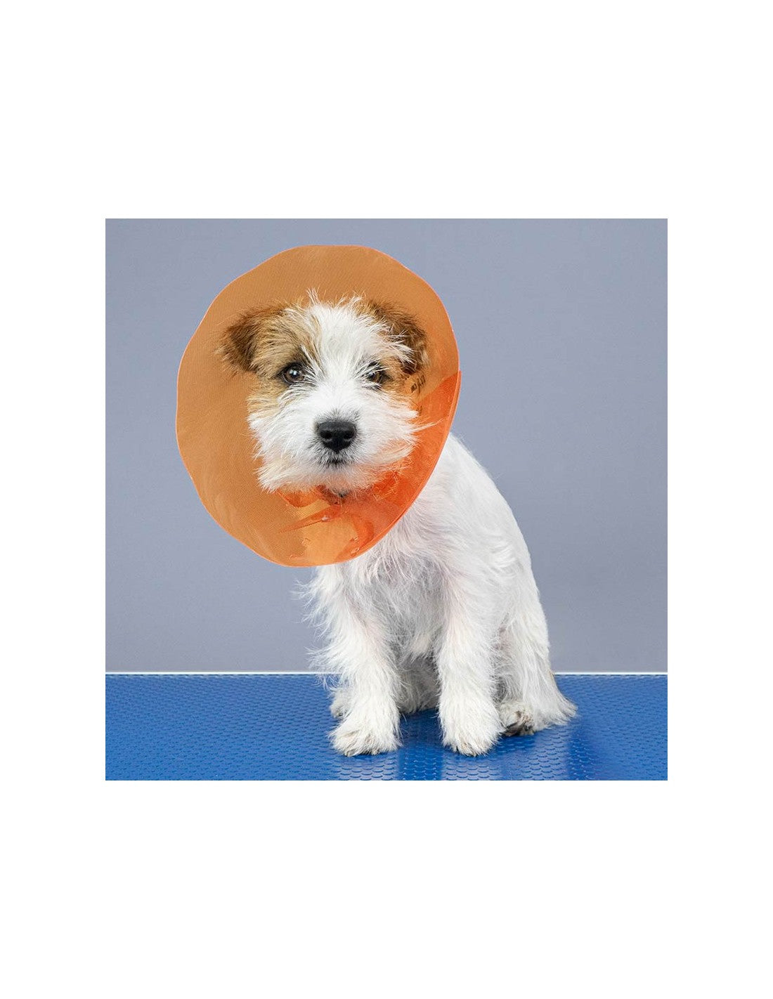 Collerette pour chiens - post soins – photo 3