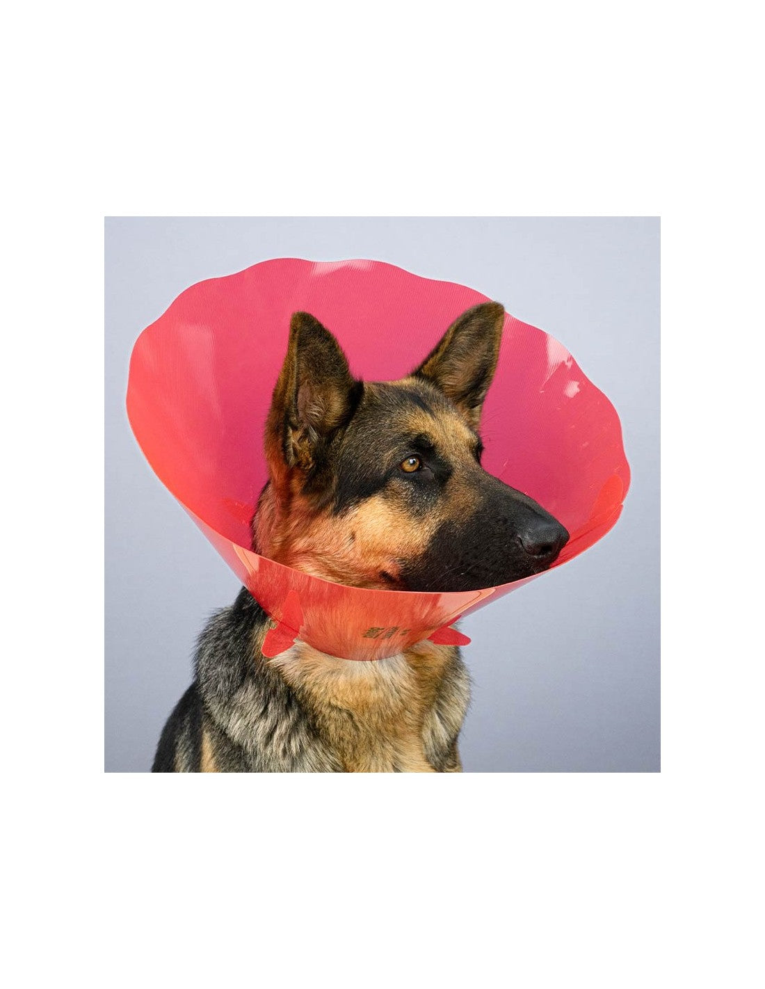 Collerette pour chiens - post soins – photo 4