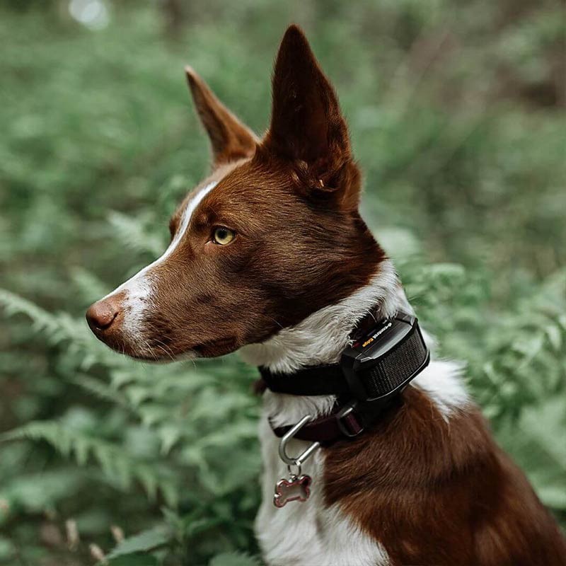 Collier additionnel Dogtrace d-control EDGE et EDGE ONE photo 4