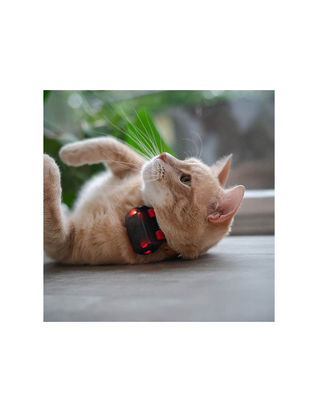 Traceur GPS DogTrace GPS mini – chien et chat – photo 9