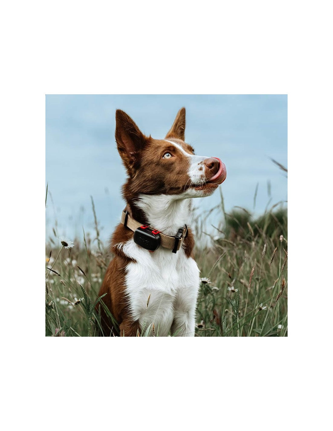 Traceur GPS DogTrace GPS mini – chien et chat – photo 10
