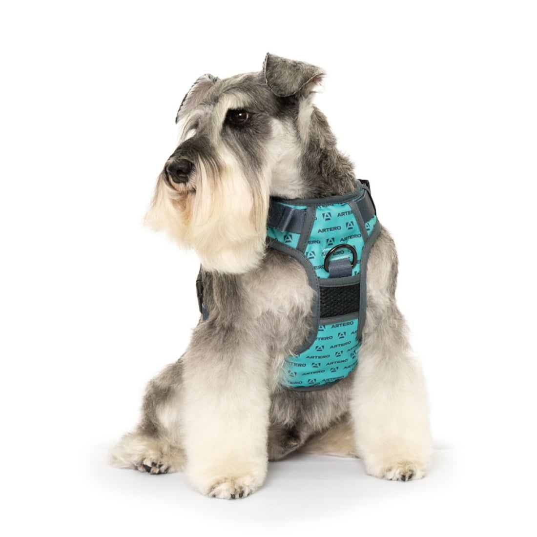 Harnais Artero turquoise : harnais porté par un schnauzer