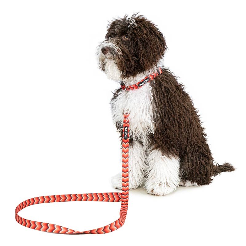 Laisse nylon Ibáñez Fantasy Snake ou My Dog 120 cm photo 2
