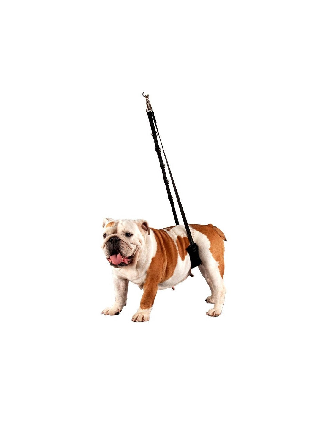 Ceinture Ventrale pour Chien toilettage - Accroche potence – photo 4