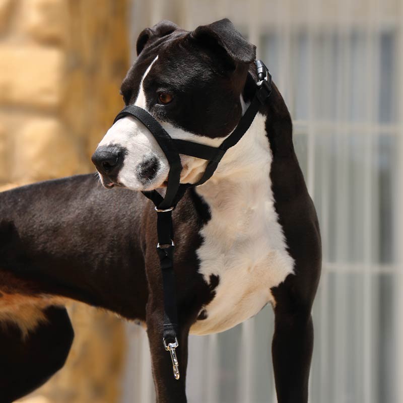 Licol de dressage anti-traction Ibáñez Dogway Dog Guider photo 2
