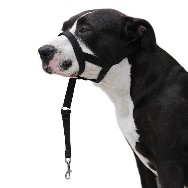 Licol de dressage anti-traction Ibáñez Dogway Dog Guider