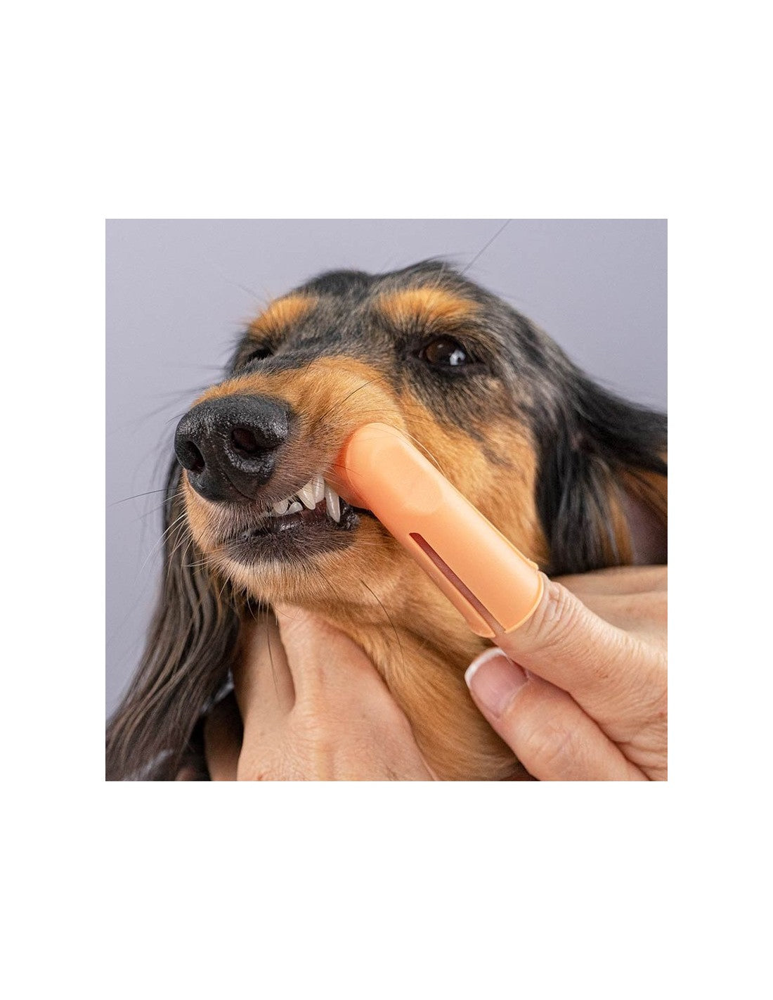 Packs de 2 Doigtiers Brosse à dents pour chien - avec embout – photo 3