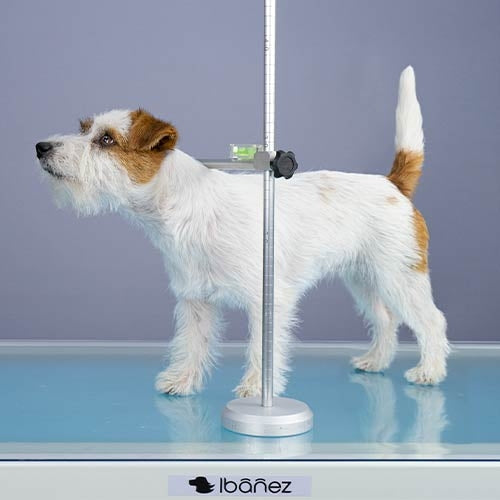 Toise professionnelle chien 🔥 pour mesure taille garrot - démontable et ajustable