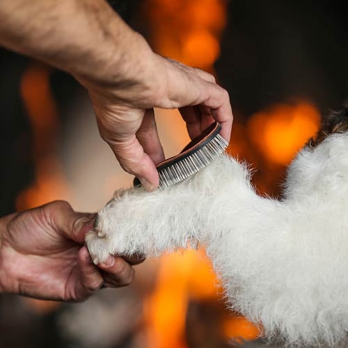 The Sentinel T21 Leather Terrier Pad Brush (Brosse en cuir pour terriers)