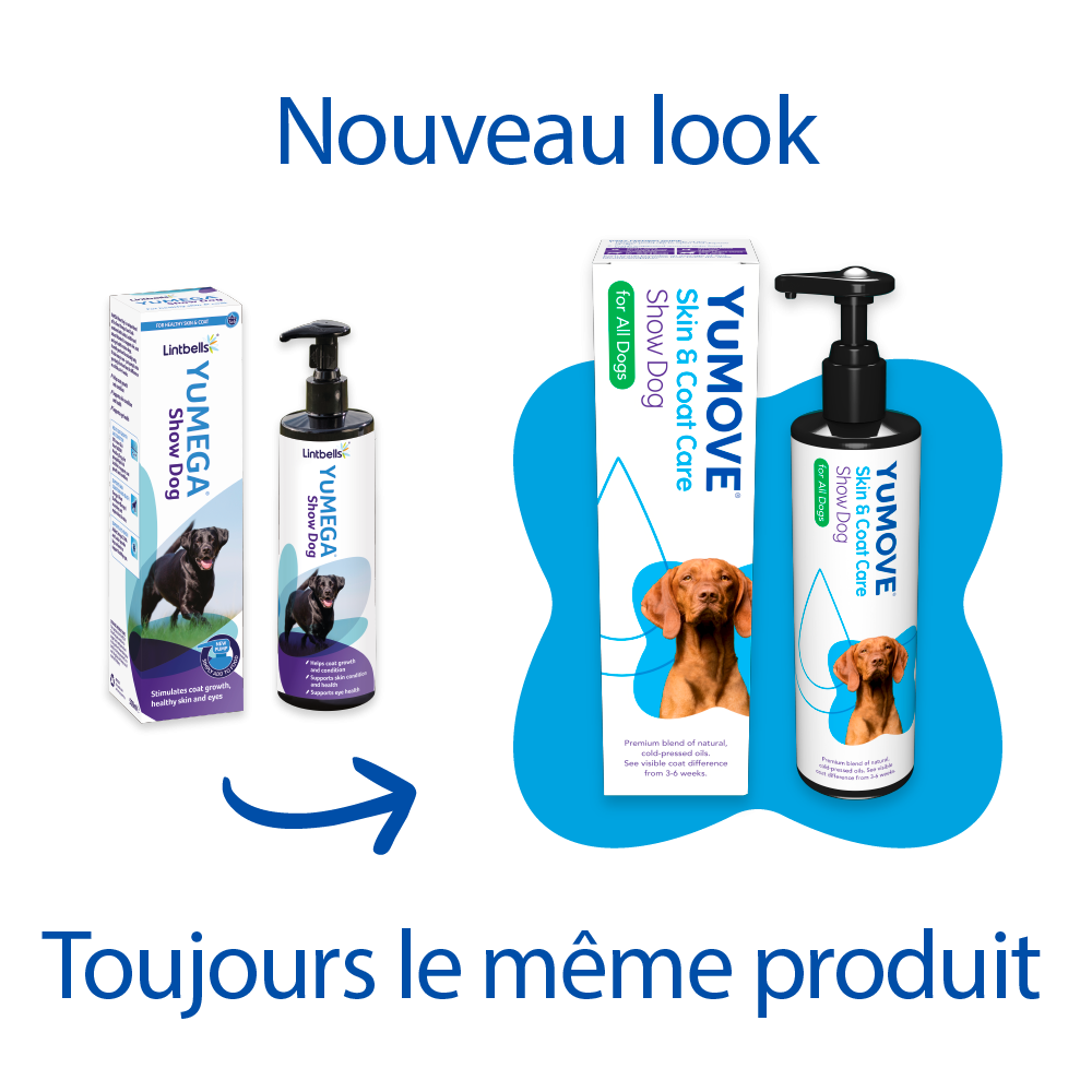 Show Dog, Pelage d'expositions (ex Yumega)