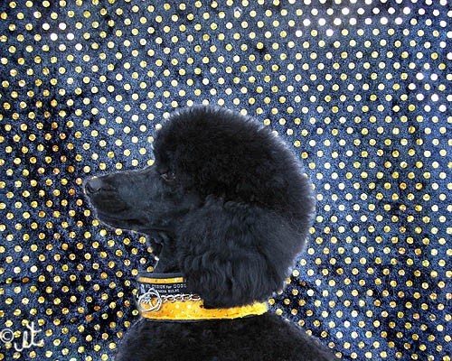 Collier Anti Casse de Poil - Tissu rembourré protecteur - Petdesign.fr Endemik Sas Vie Quotidienne pour chien en France, produit de haute qualité
