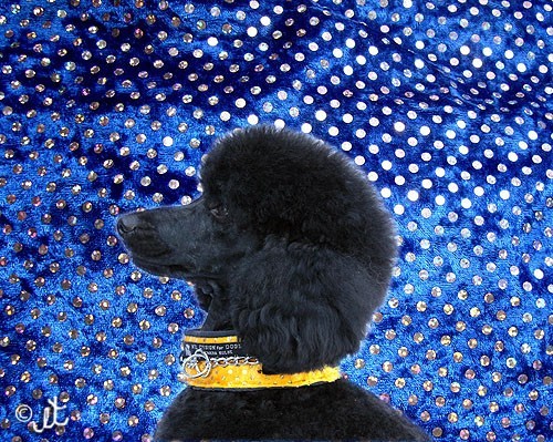Collier Anti Casse de Poil - Tissu rembourré protecteur - Petdesign.fr Endemik Sas Vie Quotidienne pour chien en France, produit de haute qualité