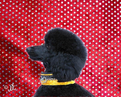 Collier Anti Casse de Poil - Tissu rembourré protecteur - Petdesign.fr Endemik Sas Vie Quotidienne pour chien en France, produit de haute qualité