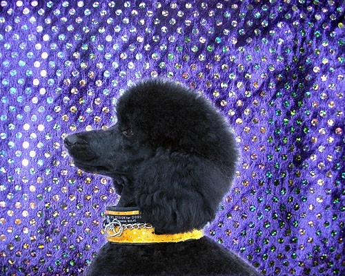 Collier Anti Casse de Poil - Tissu rembourré protecteur - Petdesign.fr Endemik Sas Vie Quotidienne pour chien en France, produit de haute qualité