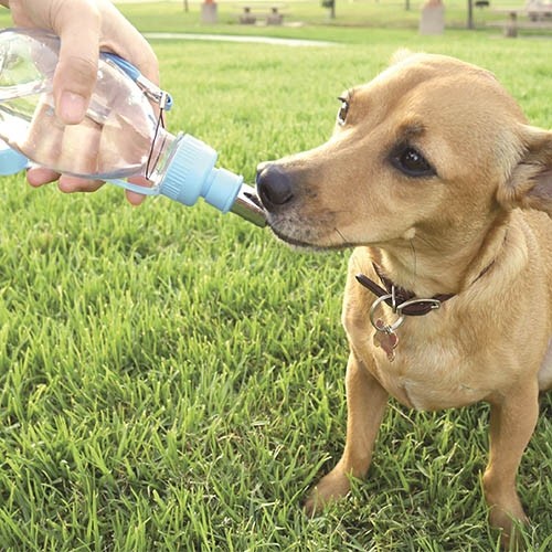 Bouteille D'eau Transportable 240 Ml - Petdesign.fr Setter Bakio S.L. Vie Quotidienne pour chien en France, produit de haute qualité
