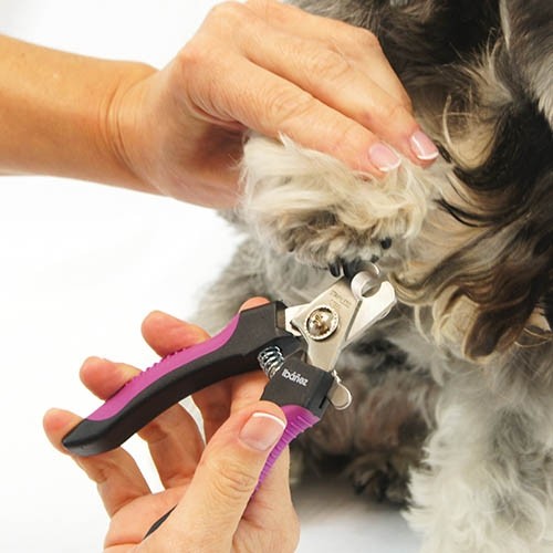 Coupe Ongle - Petdesign.fr Setter Bakio S.L. Toilettage pour chien en France, produit de haute qualité
