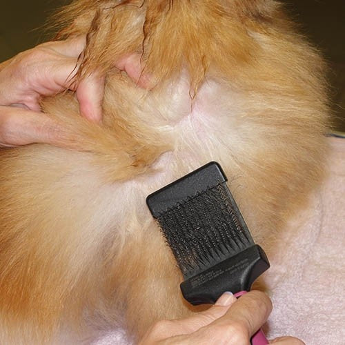Brosse Double - Carde flexible deux côtés - Petdesign.fr Setter Bakio S.L. Toilettage pour chien en France, produit de haute qualité