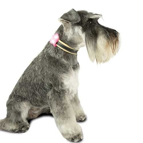 Jeu chien Lumineux à LED dans une enveloppe Silicone très agréable - Petdesign.fr Setter Bakio S.L. Vie Quotidienne pour chien en France, produit de haute qualité