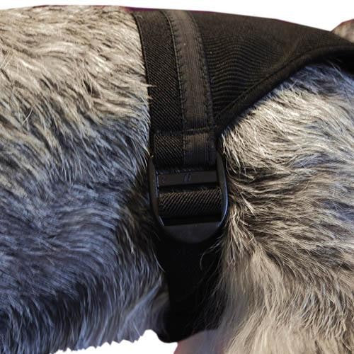Noir Chien Heat Pants - Size 0 - Petdesign.fr Setter Bakio S.L. Vie Quotidienne pour chien en France, produit de haute qualité