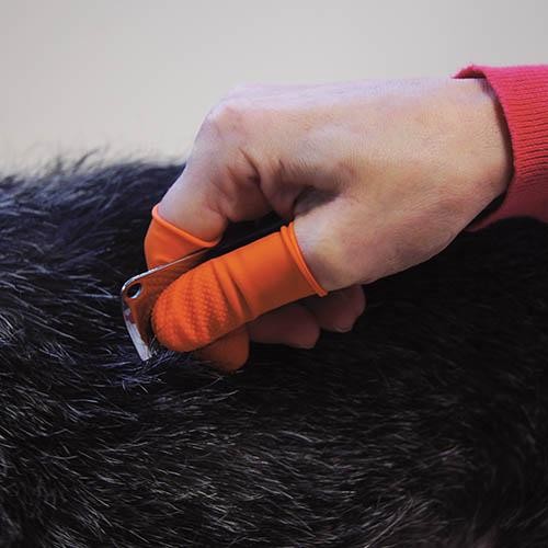 Doigtier en Latex Orange pour épilation - Petdesign.fr Setter Bakio S.L. Toilettage pour chien en France, produit de haute qualité