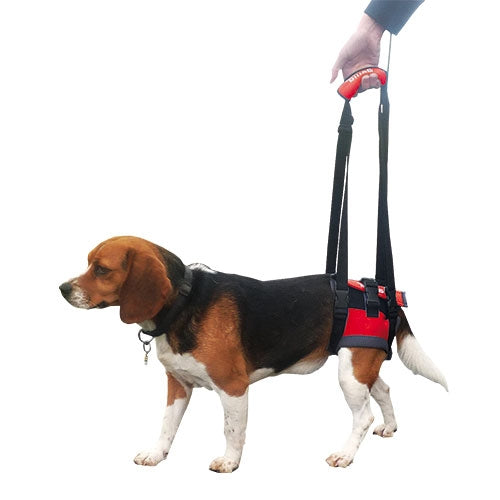 HANDY CANIS BICHE XS (yorkshire, chihuahua) - Petdesign.fr Setter Bakio S.L. Produits Iba pour chien en France, produit de haute qualité