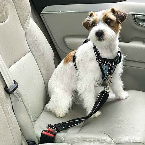 IBÁÑEZ Dogway VOITURE AVEC SELLERIE DE CEINTURE DE SECURITE S - Petdesign.fr Setter Bakio S.L. Produits Iba pour chien en France, produit de haute qualité