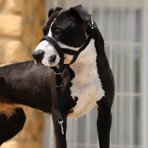 IBÁÑEZ Dogway CHIEN GUIDER XS - Petdesign.fr Setter Bakio S.L. Produits Iba pour chien en France, produit de haute qualité