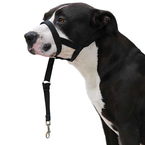 IBÁÑEZ Dogway CHIEN GUIDER XS - Petdesign.fr Setter Bakio S.L. Produits Iba pour chien en France, produit de haute qualité