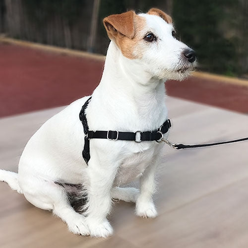 IBÁÑEZ Dogway STOP TIRER ET LAISSE S HARNAIS NOIR - Petdesign.fr Setter Bakio S.L. Produits Iba pour chien en France, produit de haute qualité