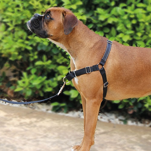IBÁÑEZ Dogway STOP TIRER ET LAISSE S HARNAIS NOIR - Petdesign.fr Setter Bakio S.L. Produits Iba pour chien en France, produit de haute qualité