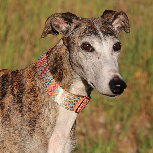 "DOGSPRING" MARTINGALE COLLET x 50MM 33-44CM - Petdesign.fr Setter Bakio S.L. Produits Iba pour chien en France, produit de haute qualité